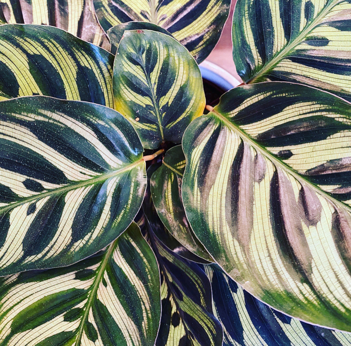 MADDIE, Indoor potted plant