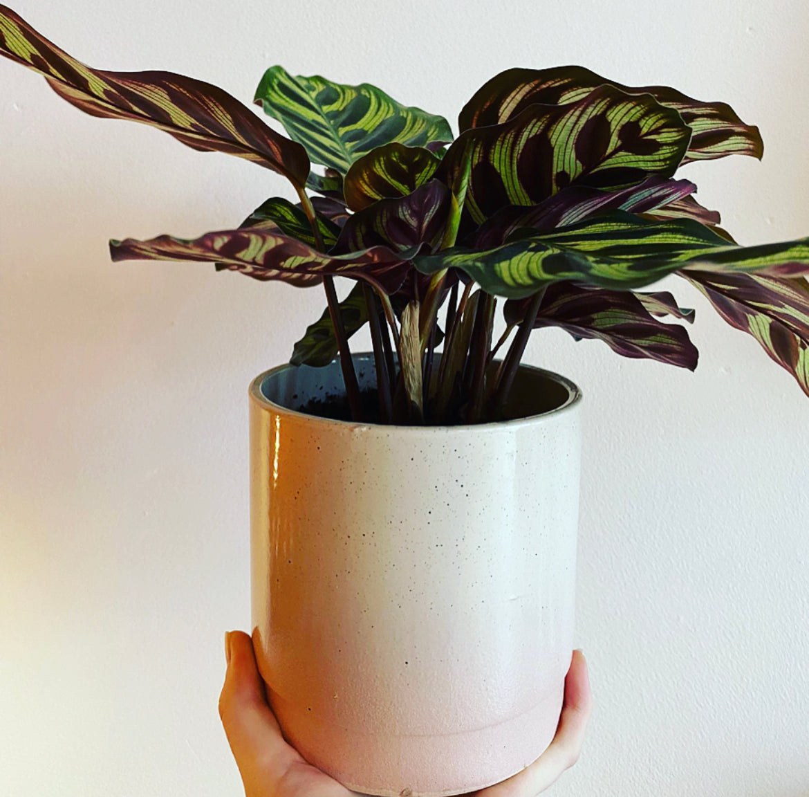 MADDIE, Indoor potted plant